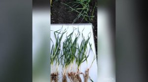 Озимая пшеница. Ахмат. 03.11.2022 Ростовская область.