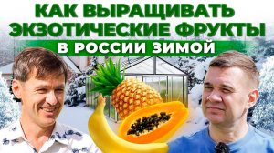 Как выращивать экзотические фрукты зимой в России? Папайя, лимон и ананас | Андрей Даниленко