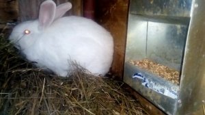 КРОЛЬЧИХИ ЗИМОЙ не приходят в ОХОТУ/ ЧТО ДЕЛАТЬ!!?