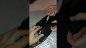 Инъецирование производителей африканского сома для получения икры.