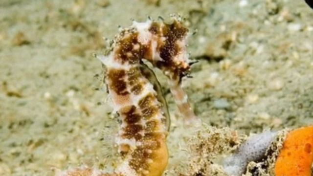 ТОП 5 самых медленных животных в мире? смотреть онлайн