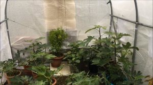 France. Figs. Инжир. Ржавчина листа. Обработка осенью. Дозревание плодов. Новый сорт в коллекции.