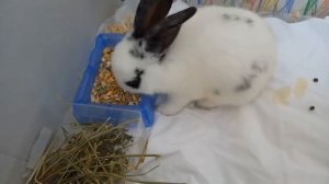Чем кормить декоративного кролика