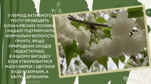 Декоративна махрова ВИШНЯ : як доглядати 🍒🌸