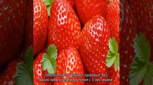 Клубника Клери