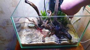 Запуск аквариума 9 литров