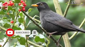 Чёрный "Дрозд"  (Turdus merula) кушает красную ягоду Падуб (Stechpalmen).