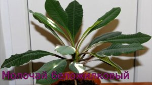 НЕПРИХОТЛИВЫЕ КОМНАТНЫЕ Растения фото и названия