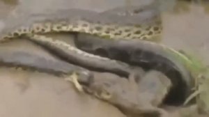 Python, Anaconda vs Crocodile compilation\