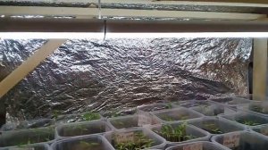 Какие стеллажи и лампы для выращивания рассады использовать в теплице: делаю обзор