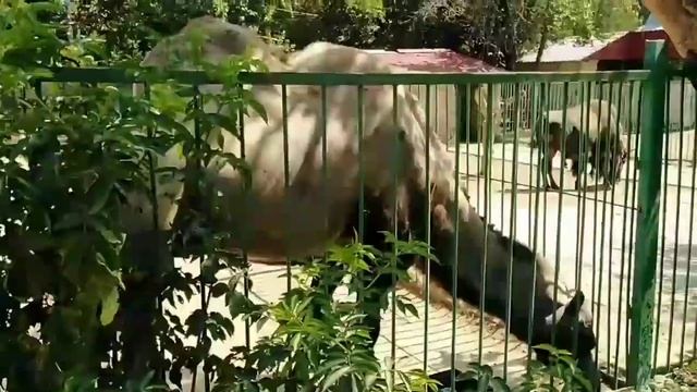 Зоопарк. Крым.Тигр не хотел выходить из вольера,пришлось его позвать.Львы,павлины смотреть онлайн