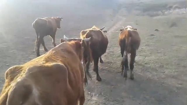 Сделал навес бычкам! смотреть онлайн