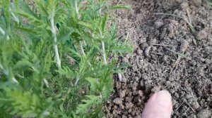 Перовския 🙏- уход весной,  Ароматный,Неприхотливый,Засухоустойчивый КУСТАРНИК 28.04.23 год