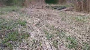 Полив молодых саженцев винограда! Маленькие хитрости с виноградом #2.