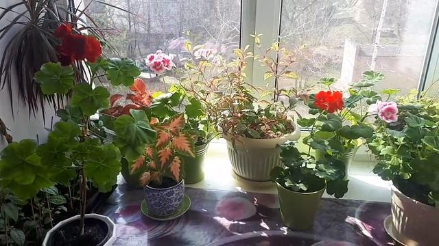 Самый красивый подоконник №4! смотреть онлайн