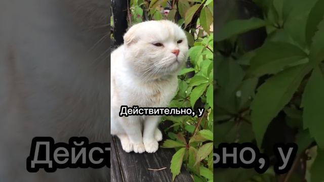 Правда ли, что сухой нос означает болезнь у кошки?🤒 #cat #catsfacts