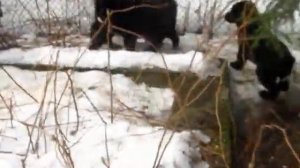 Монгольская овчарка-банхар. Весна. 10 минут в питомнике Монголдог