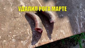 Удаление рогов коровам