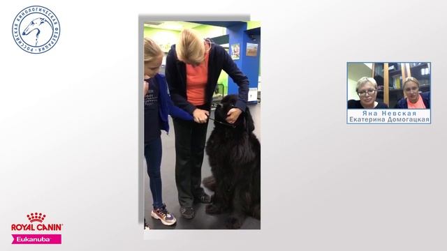 Часть 10. Основы показа собаки в ринге. Вебинар-практикум | РКФ детям смотреть онлайн