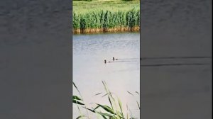 Крылатые обитатели степного края