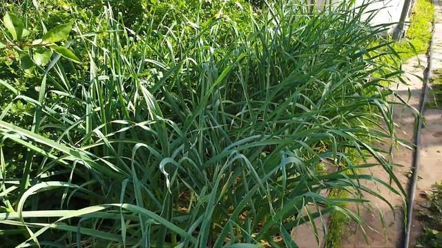 ПРИБАЛТИЙСКАЯ ДАЧА. Обзор Участка на 06.06.2021 г. смотреть онлайн