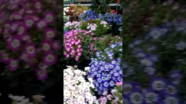 Bouquet of Flowers #viral #satisfying #flowers #garden #plants #trending #nature #yt #youtube #wow