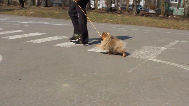 266 любимый карапуз смотреть онлайн