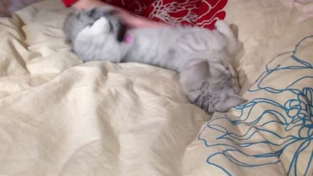 Котенок шиншилла