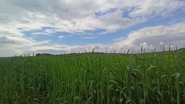 Шелест Пшеницы На Поле! Под Тихую Музыку! смотреть онлайн