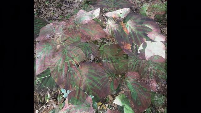Hobblebush Viburnum смотреть онлайн