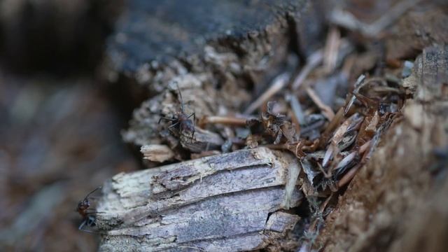 SONY FX 9 vs. SONY FS 5 - June 2020 смотреть онлайн