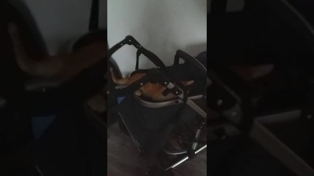 Кот Персик, осваивает детскую коляску смотреть онлайн