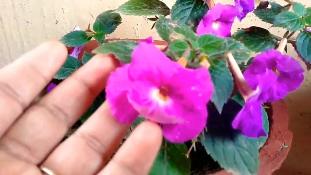 Achimenes Flowers (Magic Flower) Beauty🌺