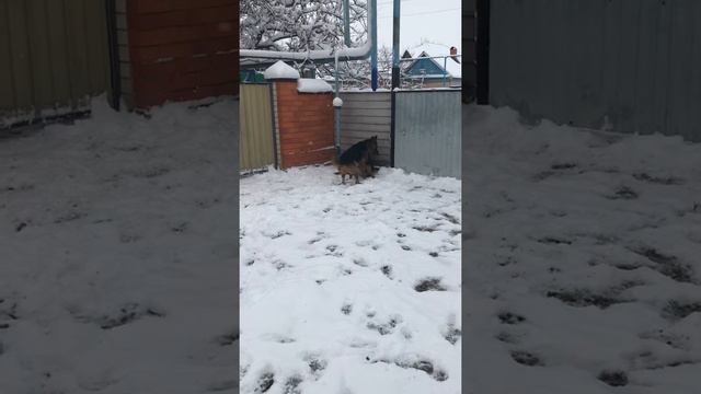 Вязка овчарок. Немецкая овчарка! #овчарки