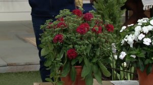 Cottage Farms 3-Piece Mr. Goodbud Sedum Live Plants on QVC