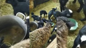 Содержание романовских овец