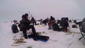 Зубаринная лихорадка. Сахалин. Охотское море. 19.03.2022