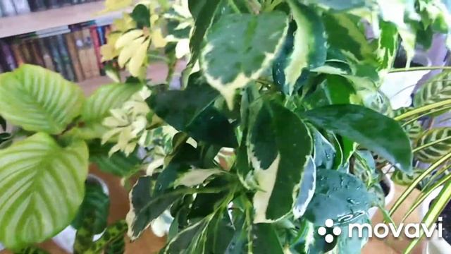 Комнатные цветы .Теплый душ для комнатных растений.Обзор цветов .