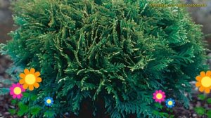 Туя западная Грин Глобе. Краткий обзор, описание характеристик thuja occidentalis Green Globe