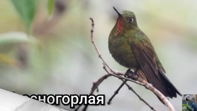 Колибри-металлуры (лат. Metallura) смотреть онлайн