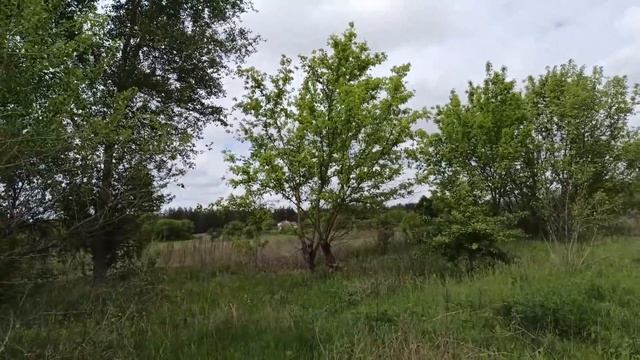 8 июня праздник Святого Духа. Духов День. Народные приметы и традиции
