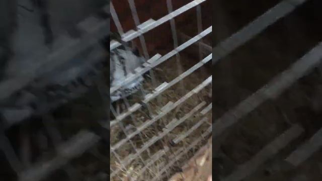 Сажаем индюшек на яйца май 2019 смотреть онлайн