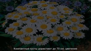 Нивяник обыкновенный — посадка и уход в открытом грунте