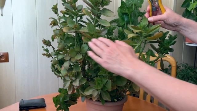 КАЛАНХОЭ обрезка. Уход за Каланхоэ после обрезки.