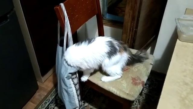 Застукали коте на месте приступления. Вася, тебя снимает скрытая камера. Funny cats