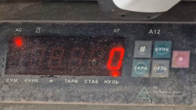 Самый крупный баран в Мире.  Хозяйство Куаныша Мыктыбаева.