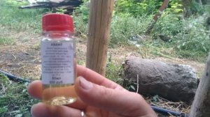 Секреты по уходу за кабачком осенью