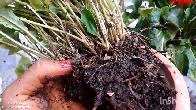 HOW TO CARE YOUR GERBERA IN RAINY SEASON.(EVERGREEN GARDEN)