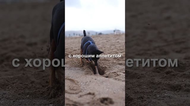 Самая старая собак в мире