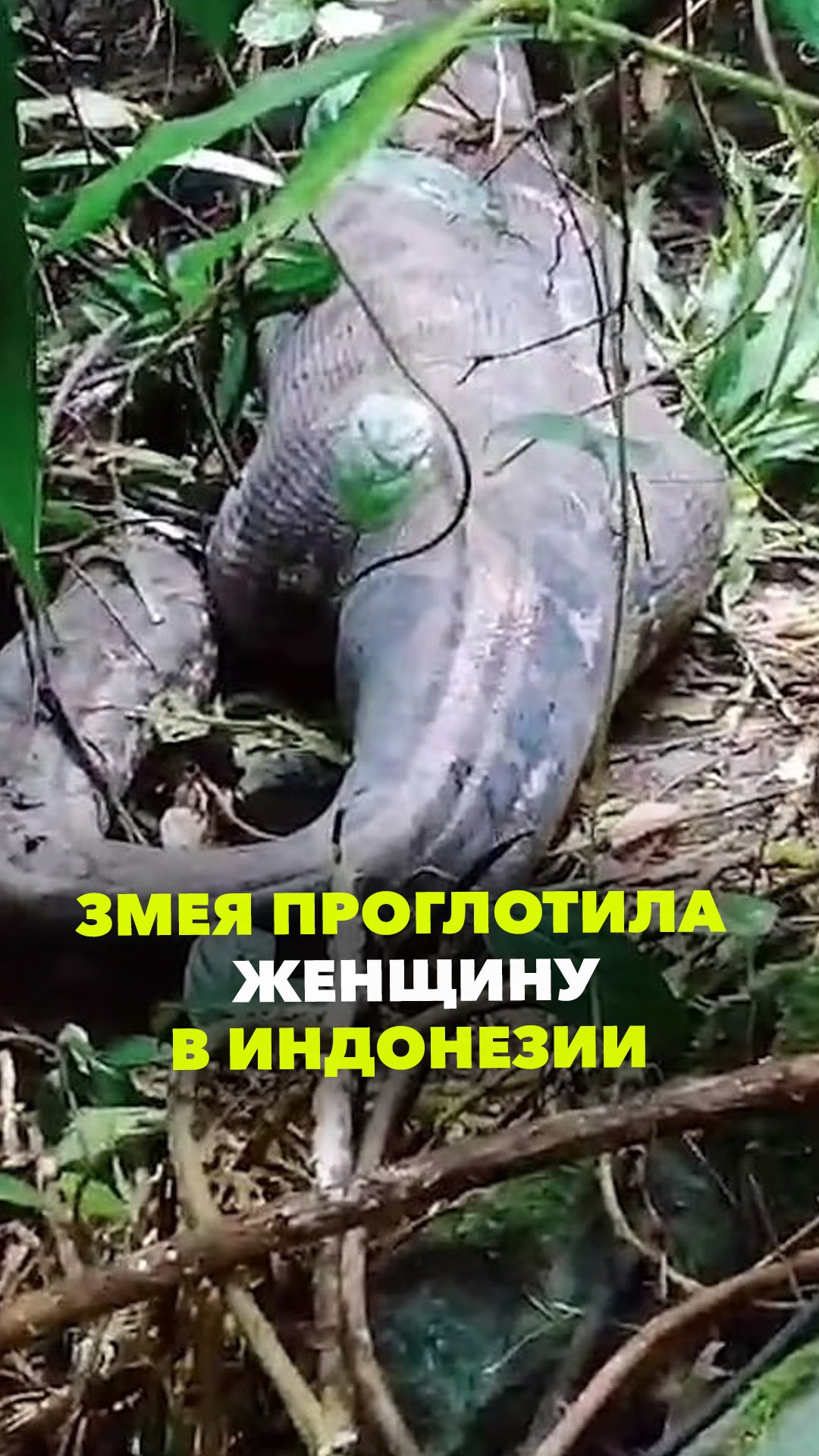 В Индонезии шестиметровый питон проглотил человека целиком